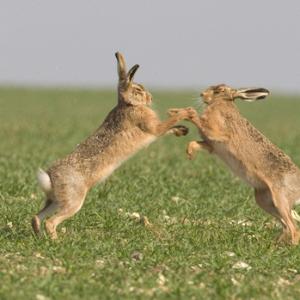 Boxing Brown Hares 3 DM0250