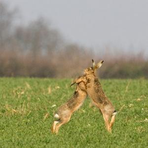 Boxing Brown Hares 4 DM0258