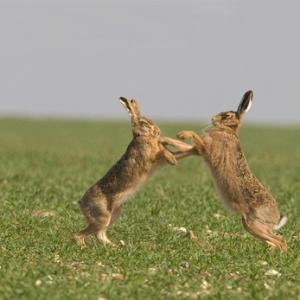 Boxing Brown Hares 5 DMO262