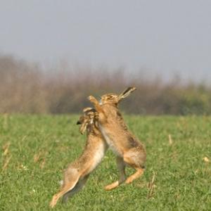 Boxing Brown Hares 6 DM0265
