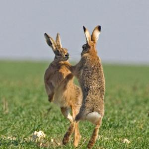 Boxing Brown Hares DM0273