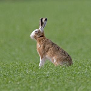 Brown Hare  DM0914