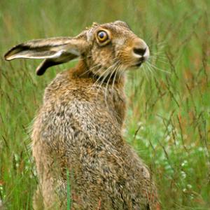 Brown Hare  DM1172