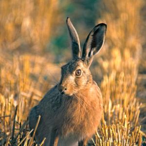 Brown Hare  DM1173