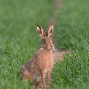Brown Hare 2 DMO244