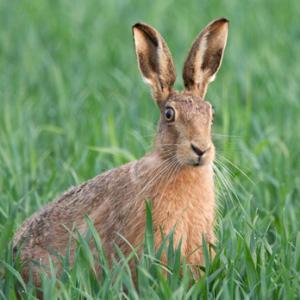 Brown Hare 3 DM0251