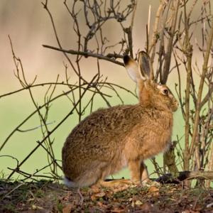 Brown Hare 4 DM0259