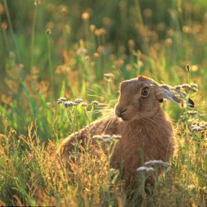 Brown Hare.