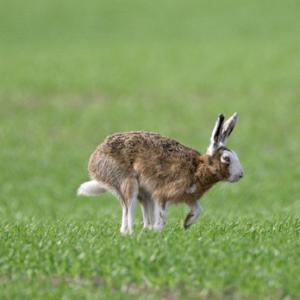 Brown Hare DM0396