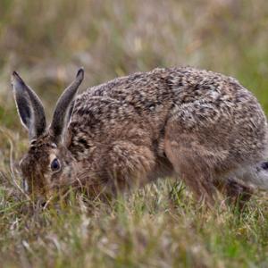 Brown Hare DM1159