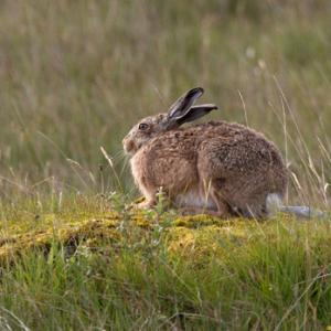 Brown Hare DM1160
