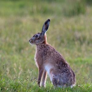 Brown Hare DM1161