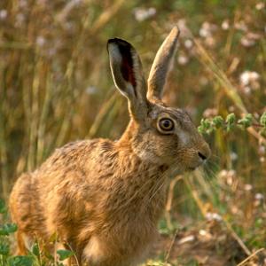 Brown Hare DM1174