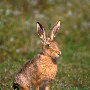 Brown Hare DM1178