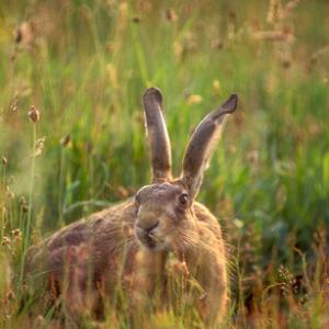 Brown Hare DM1182