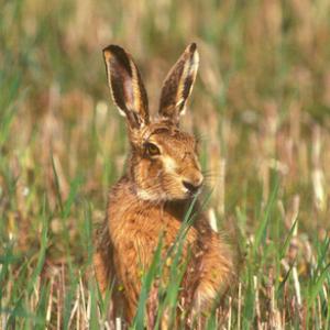 Brown Hare DM1183