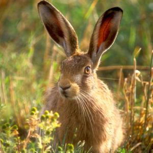 Brown Hare DM1184
