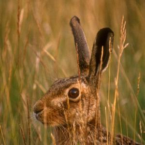 Brown Hare DM1185