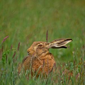 Brown Hare DM1186