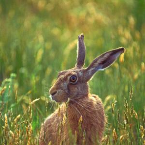 Brown Hare DM1187