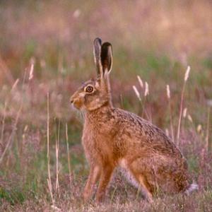 Brown Hare DM1188