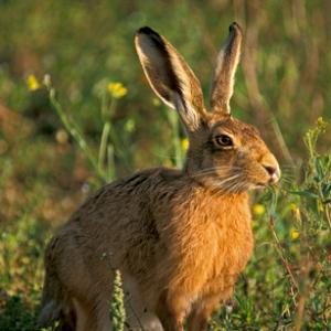 Brown Hare Eating DM1177