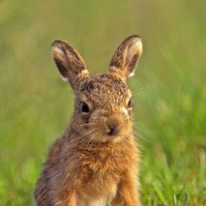 Brown Hare Leveret DM1179