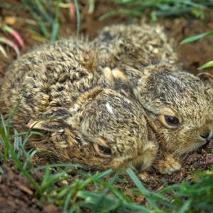 Brown Hare Leverets DM1170