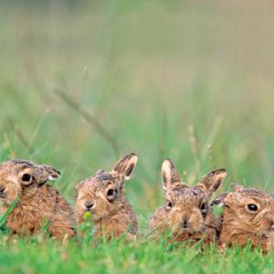 Brown Hare Leverets DM1180