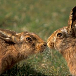 Brown Hares DM1175