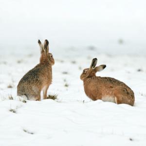 Brown Hares in the Snow DM0272