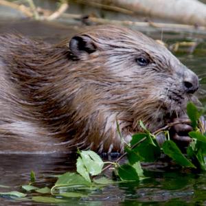 European Beaver 3 DMO252