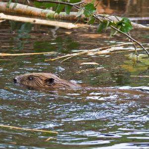 European Beaver DM0276