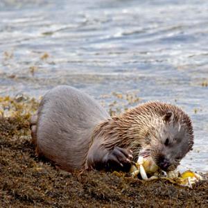 European Otter DM1155