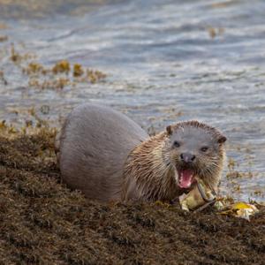 European Otter DM1156