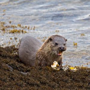 European Otter DM1157