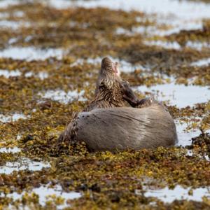 European Otter DM1158