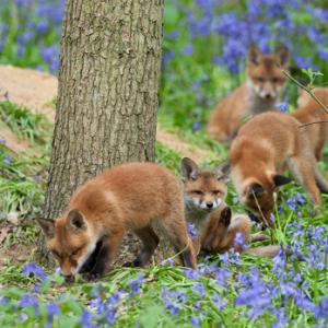 Fox Cubs 2 DM0245