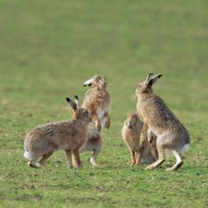 Group of Brown Hares, Islay 5