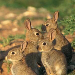 Group of Young Rabbits DM0278