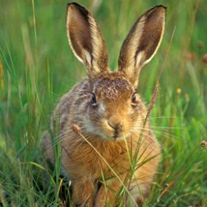 Half Gown  Brown Hare Leveret DM1171