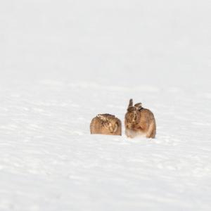 Hares in the Snow 2 DM0246