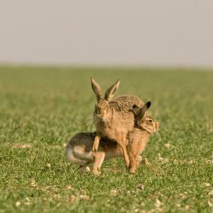 Mad Brown Hares 1 DMO241