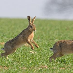 Mad Brown Hares 2 DM0247