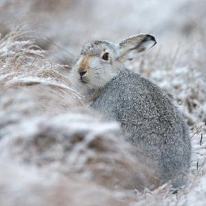 Mountain Hare in the Snow