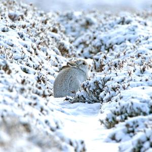 Mountain Hare in the Hare Snow.