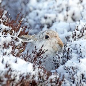 Mountain Hare in the Hare Snow.