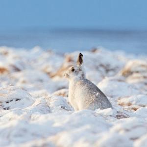 Mountain Hare in the Hare Snow.