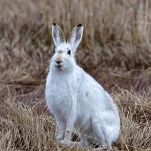 Mountain or Blue Hare DM0735