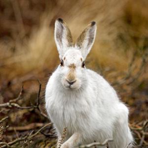 Mountain or Blue Hare DM0736